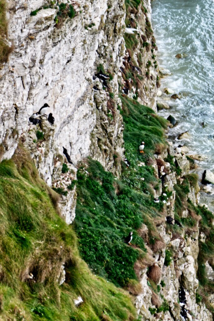 Flamborough Cliffs - Puffins and Razorbills