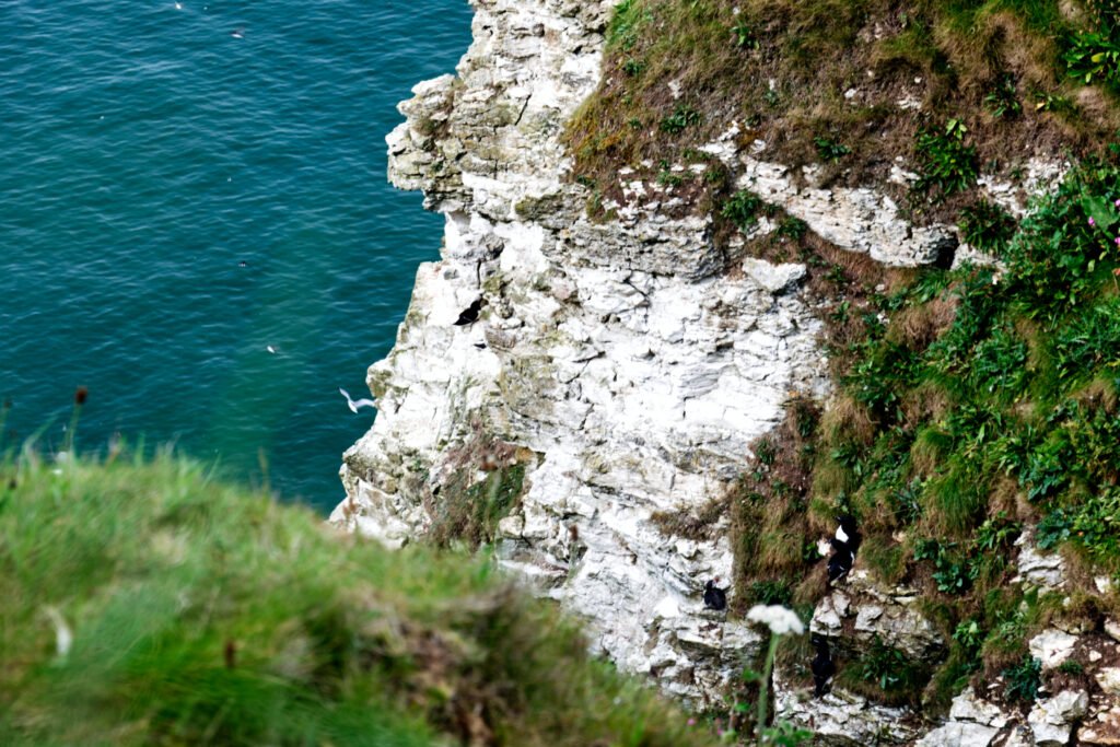 Flamborough Cliffs - Razorbills