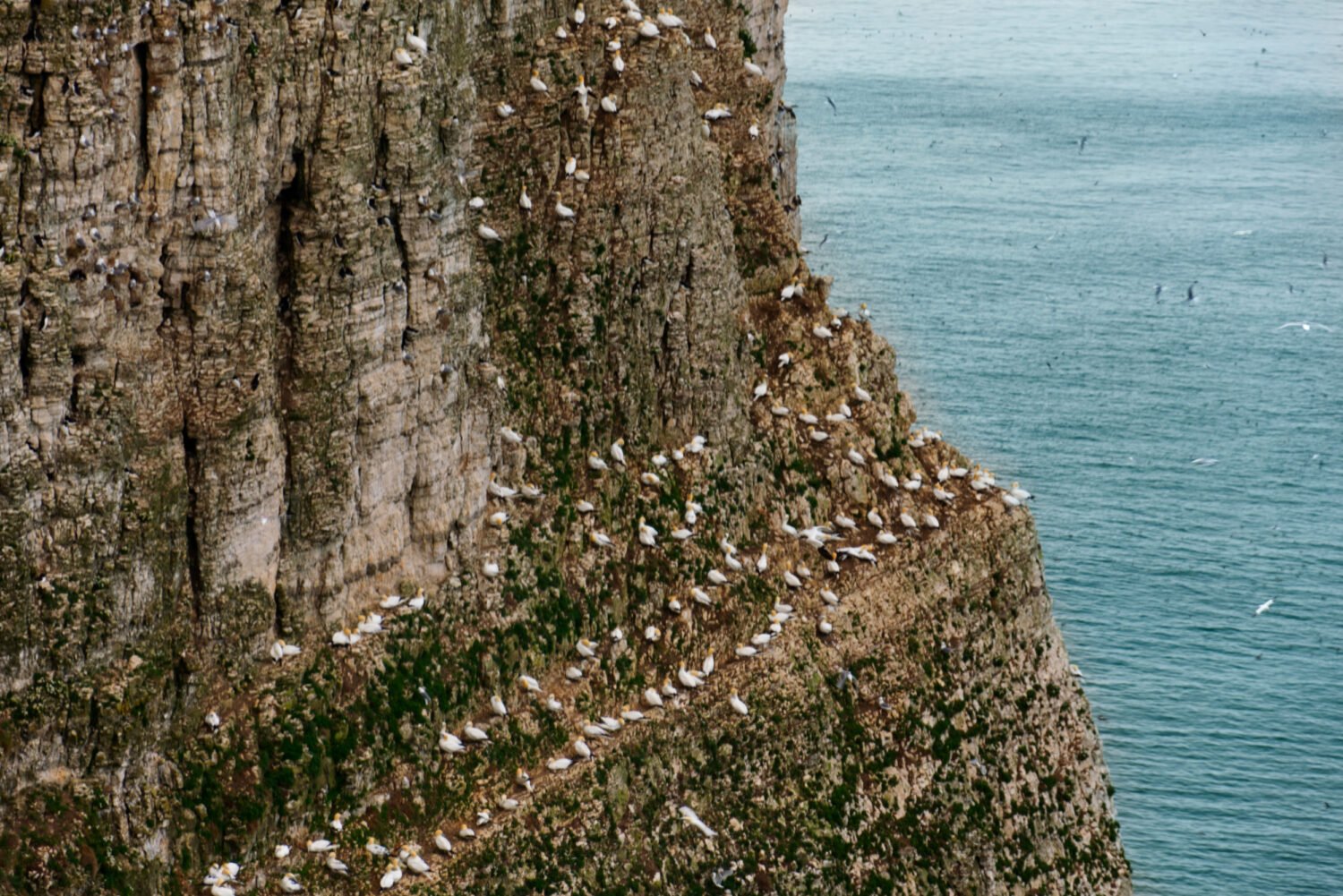 Gannet Colony at Bempton Cliffs
