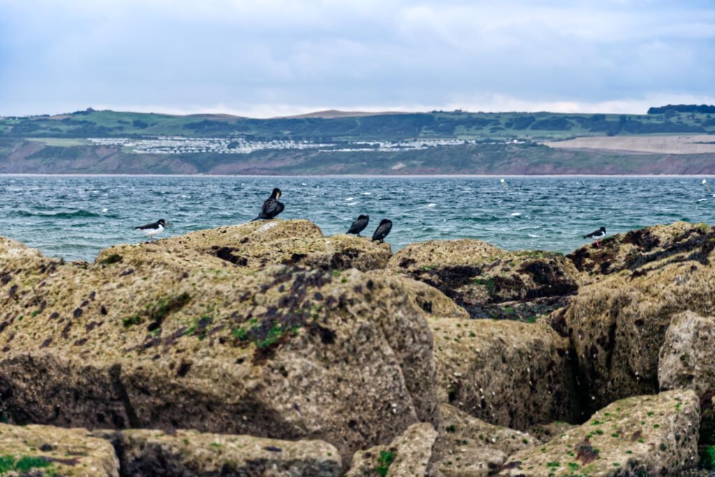 Cormorants and Oyster Catchers on Filey Brigg